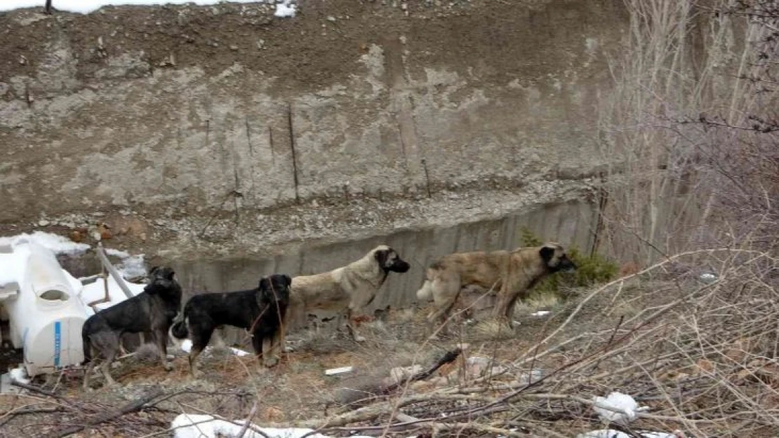 Gümüşhane'de başıboş sokak köpekleri çocukların kabusu oldu