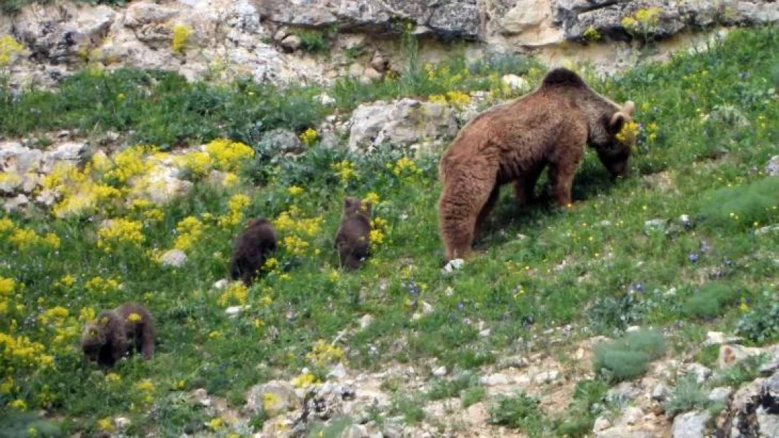 Gümüşhane'de köye inen ve birbiriyle oynayan yavru ayılar kameralarda