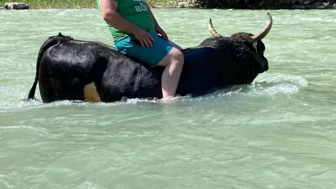 Güreşlere hazırladığı 600 kilogramlık boğasını Çoruh nehrinde yıkıyor