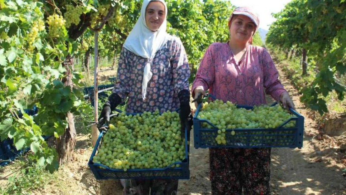 Hasadı başlayan üzümde ihracat tırları yarın yola çıkacak