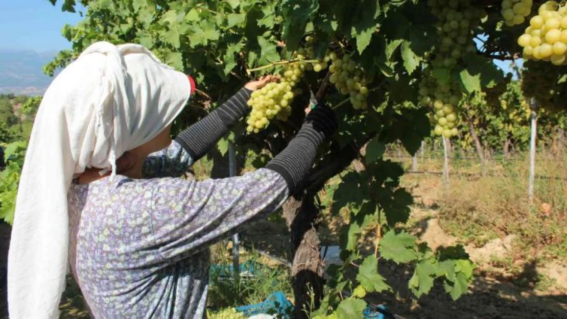 Hasat edilen üzümlerde ilk ihraç tırları yola çıktı