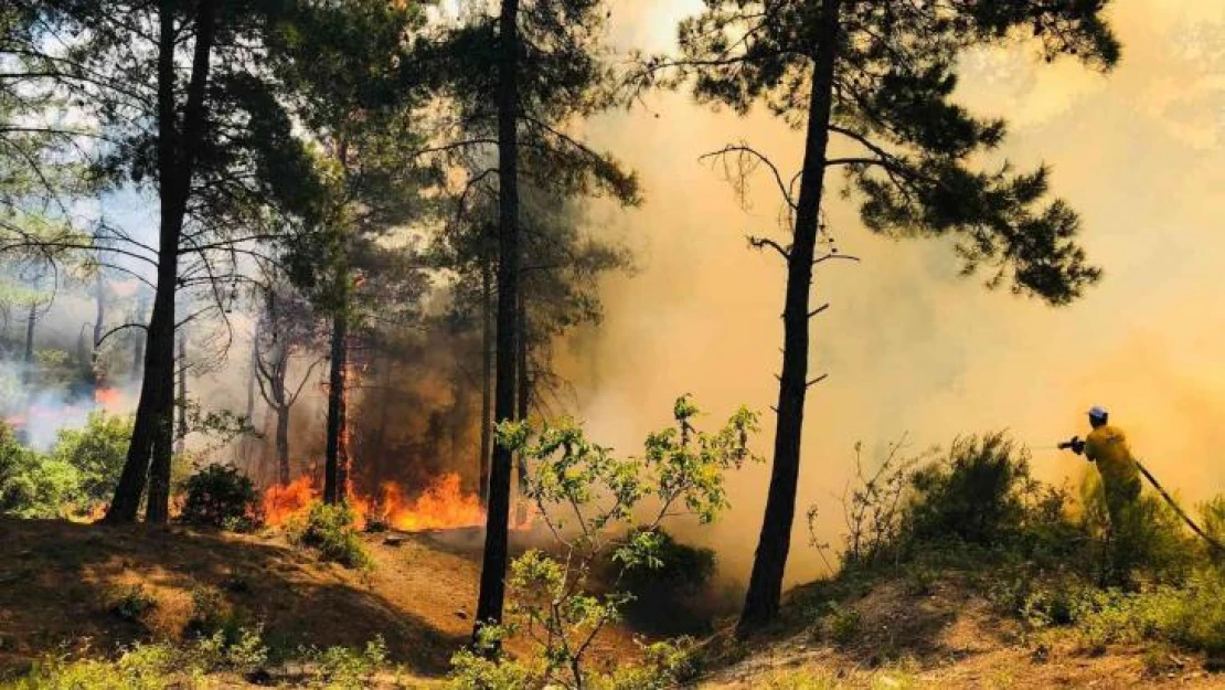 Hatay'da orman yangını