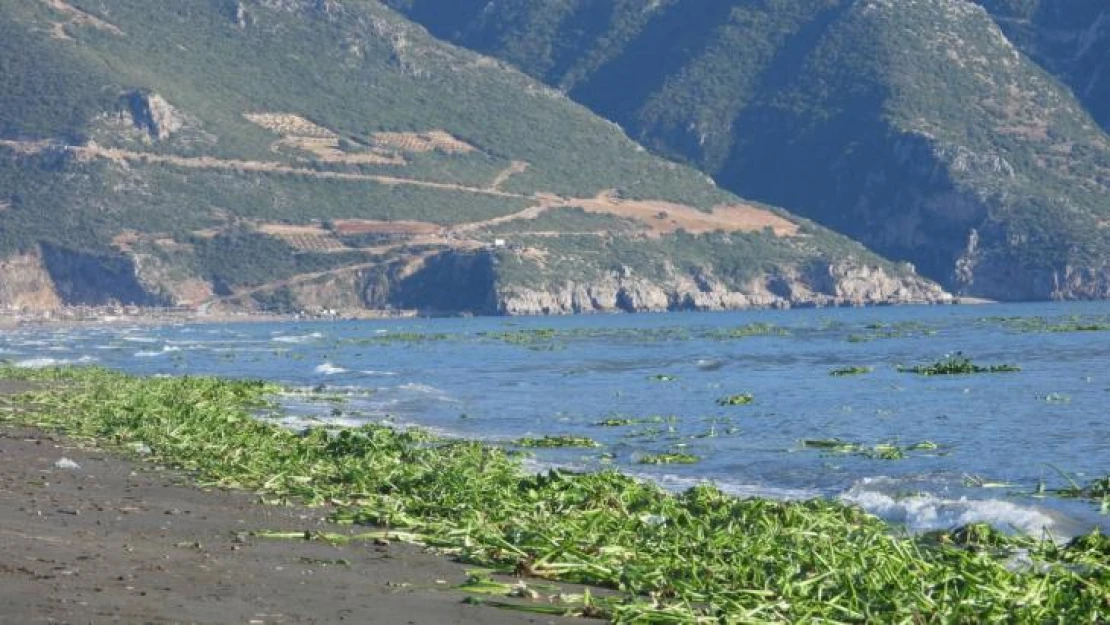 Hatay'da su sümbülleri, Samandağ sahiline yayıldı