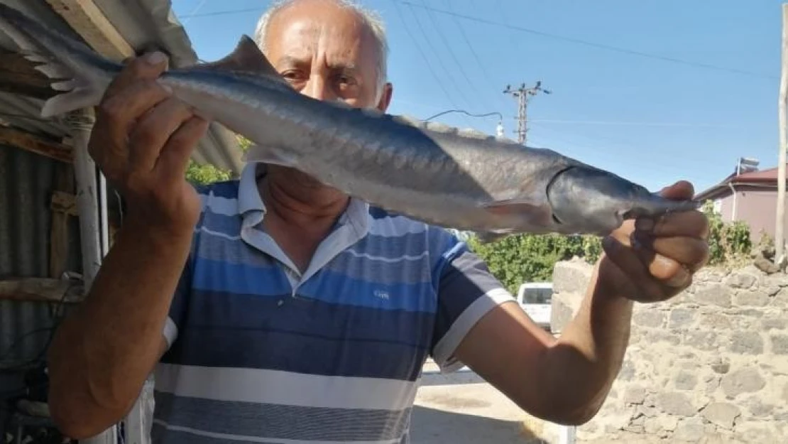 Havyarı 2 milyon liraya kadar çıkan balık, büyüklüğü ile şaşırttı