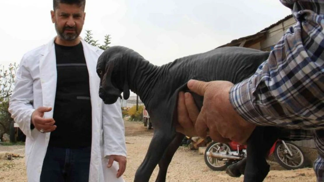 Hayatı boyunca tüysüz kalacak