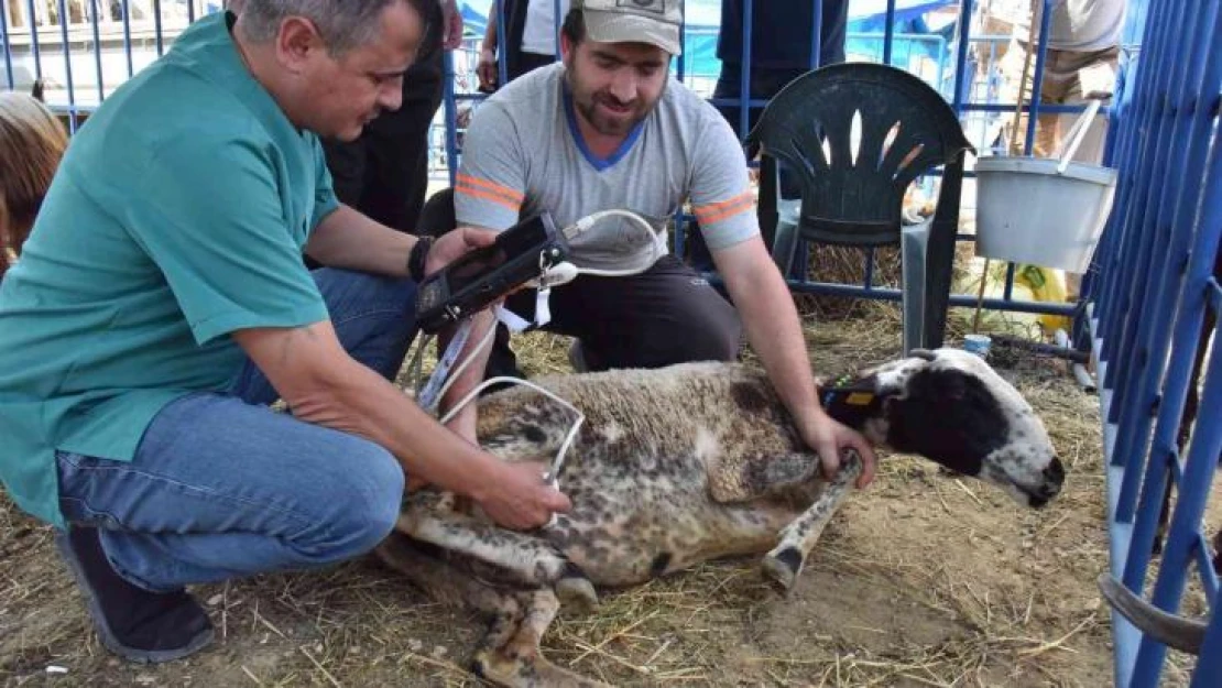 Hayvan pazarında koyunlar ultrason cihazıyla kontrol edildi