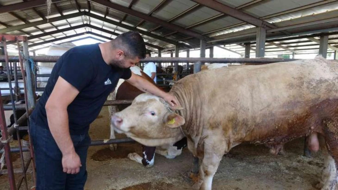 Hayvan pazarının gözdesi: 1 tonluk 'Paşa'