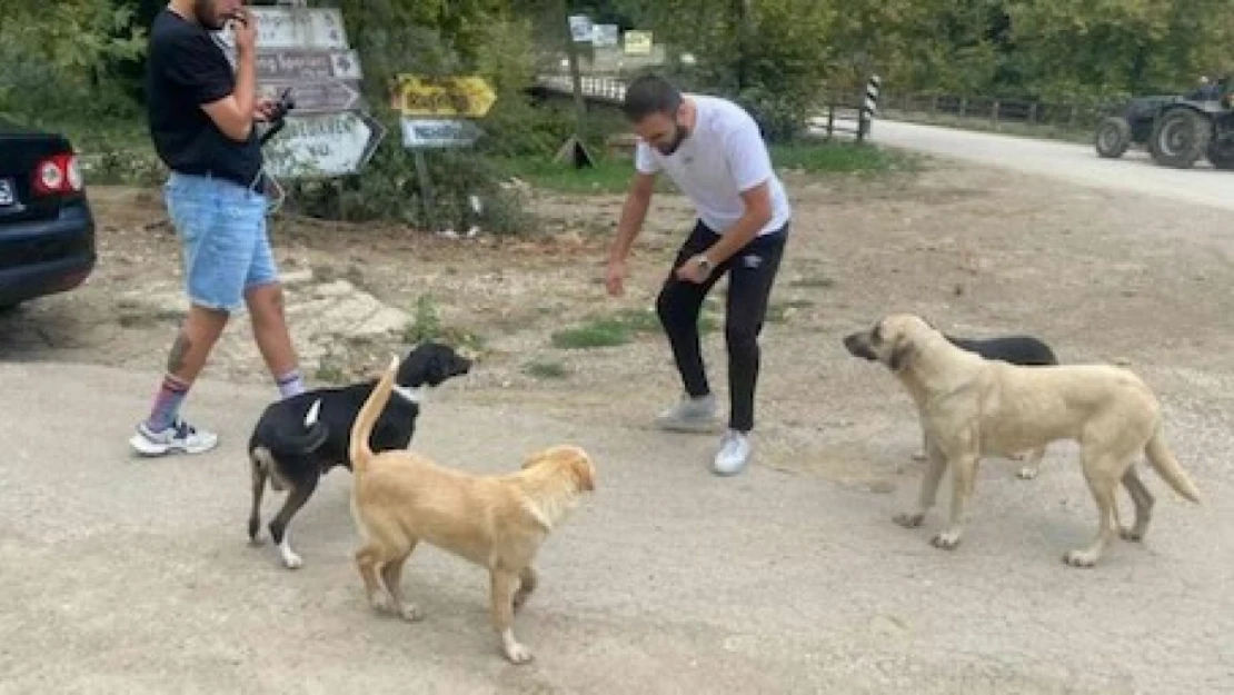 Hayvanları Koruma Kanunu değişiklik teklifinin tam metni