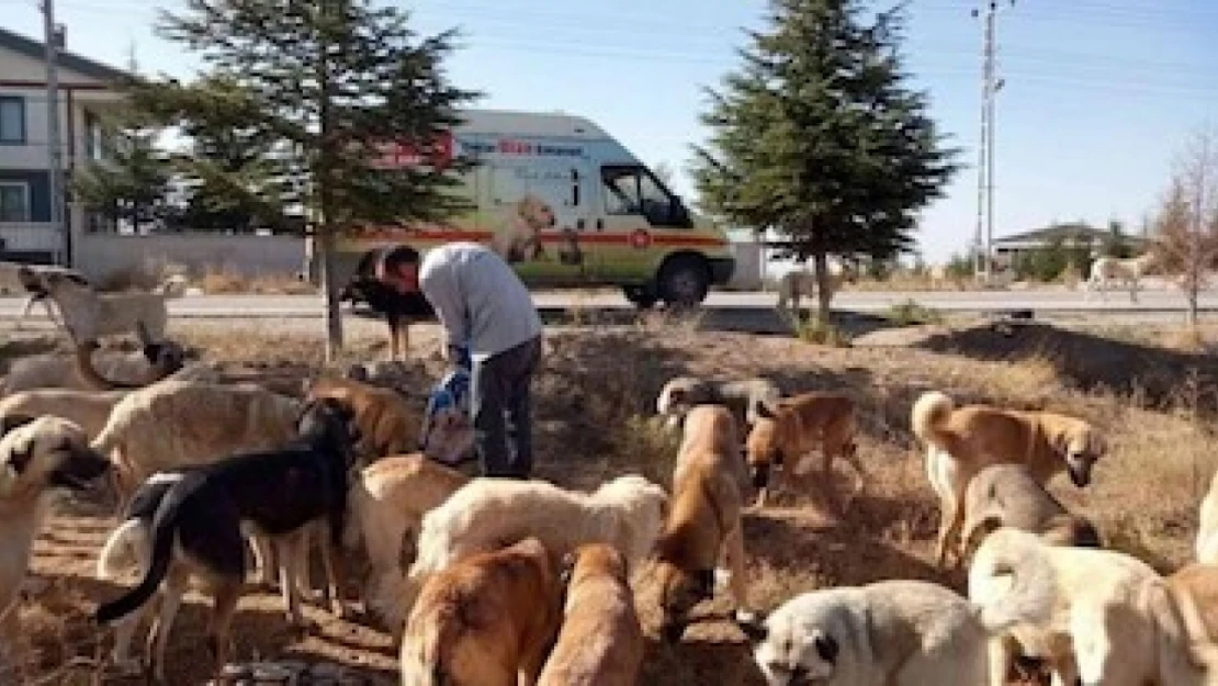 Hayvanları Koruma Kanunu değişiklik teklifinin genel gerekçesi ve madde gerekçeleri