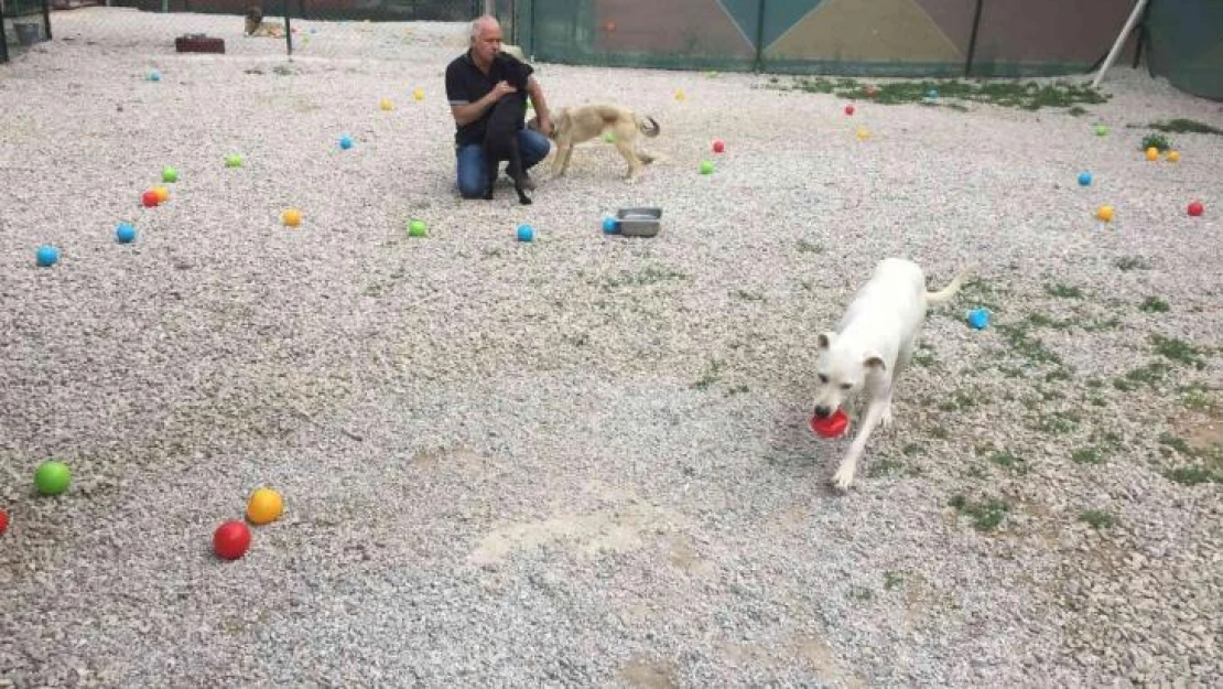 Hayvanseverler sokak hayvanları için bahar şenliğinde buluştu