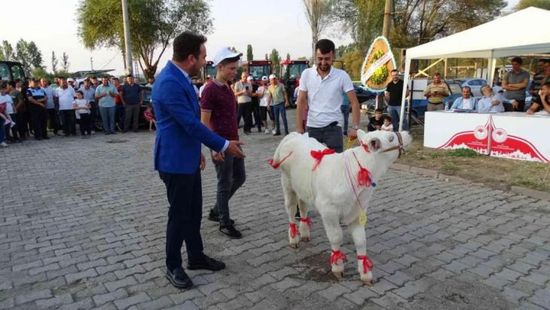 Hisarcık'ta 'En güzel buzağı' yarışması