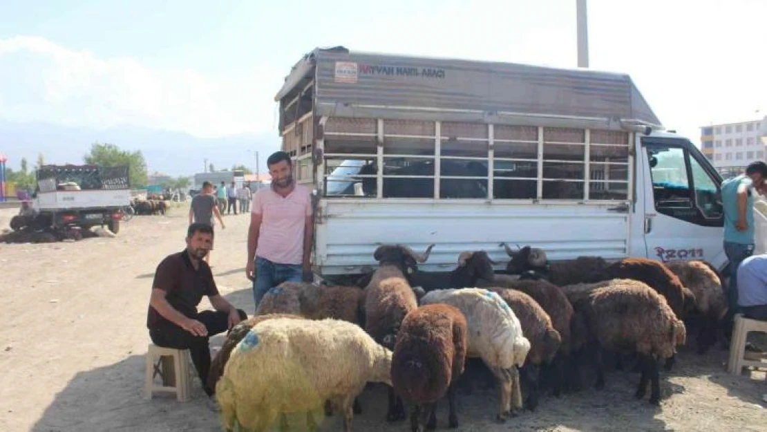 Iğdır'da hayvan pazarında Kurban Bayramı yoğunluğu