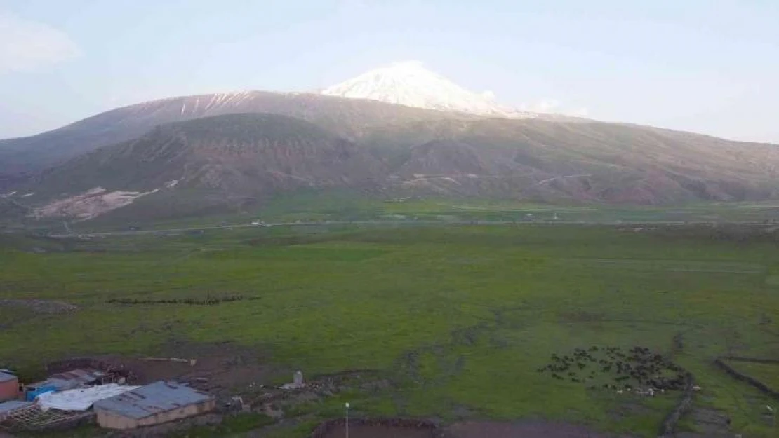 Iğdır'da yeşeren meralar koyun sürüleriyle şenlendi