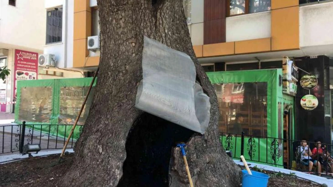 İki asırlık anıt ağacı, ölümcül bakterilerden temizlendi