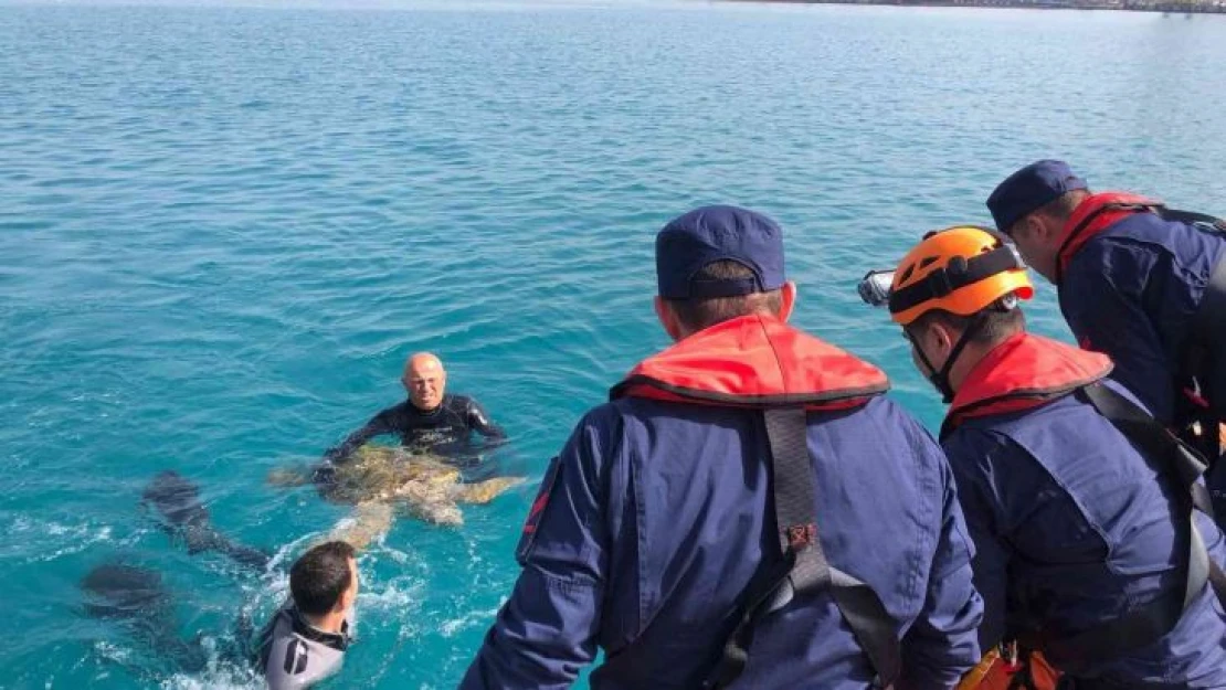 İskenderun Körfezi'nde bitkin bulunan Caretta Caretta koruma altına alındı