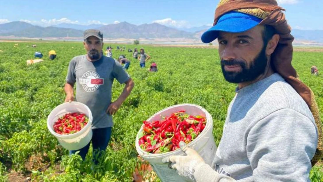 İslahiye'de 'acı' hasat