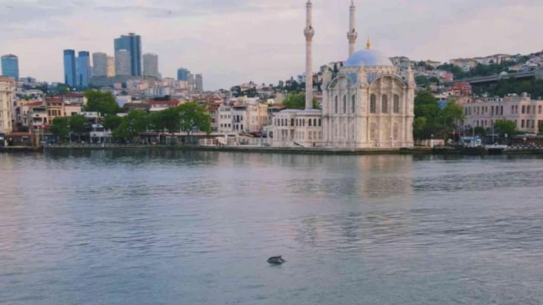 İstanbul Boğazında yunus şöleni