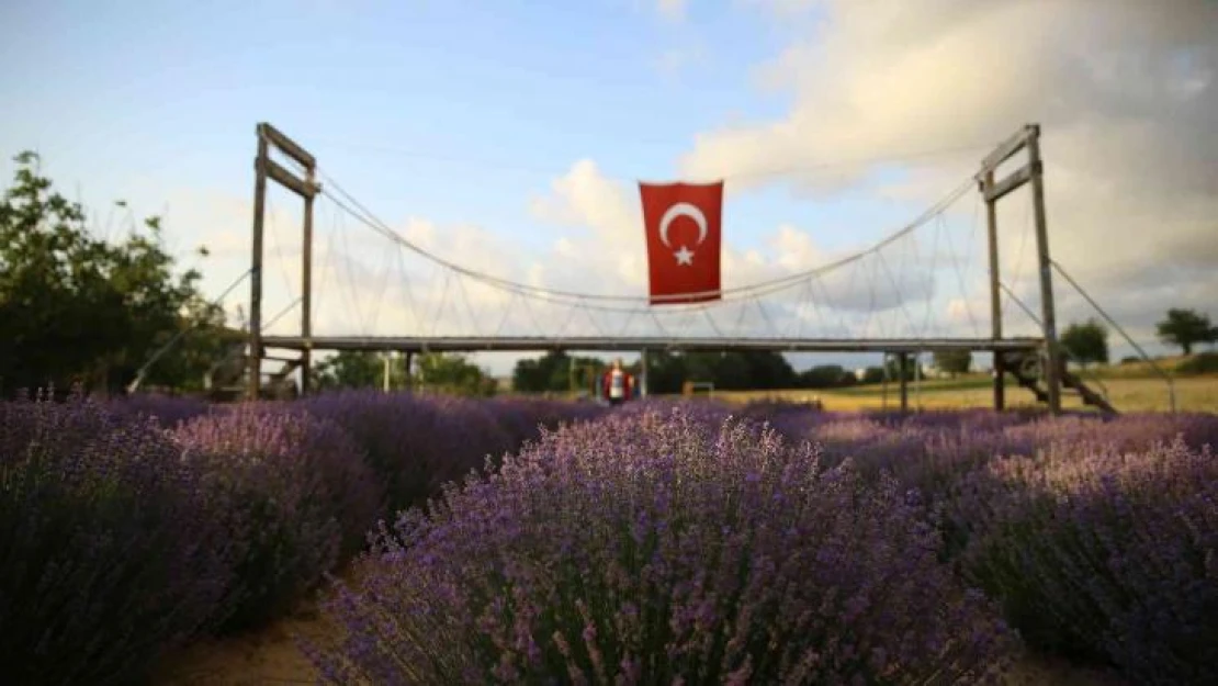 İstanbul'un yanı başındaki Tekirdağ'da mor günler başladı