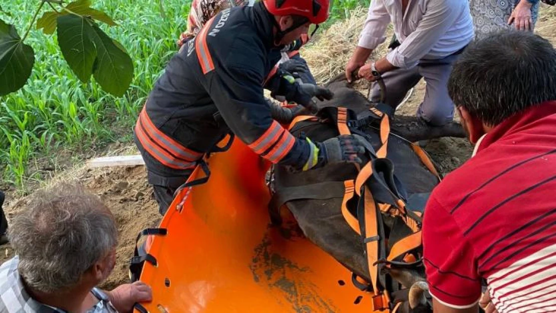 İtfaiyeden inek kurtarma operasyonu