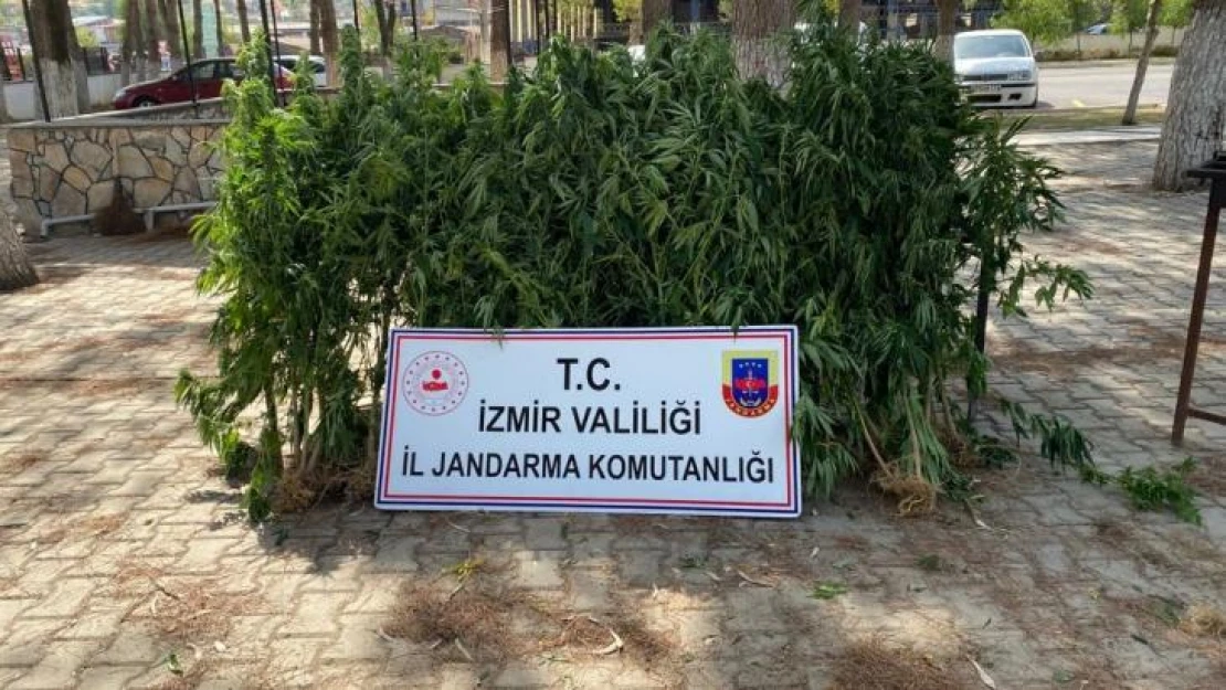 İzmir'de 8 ilçede jandarmadan uyuşturucu operasyonu