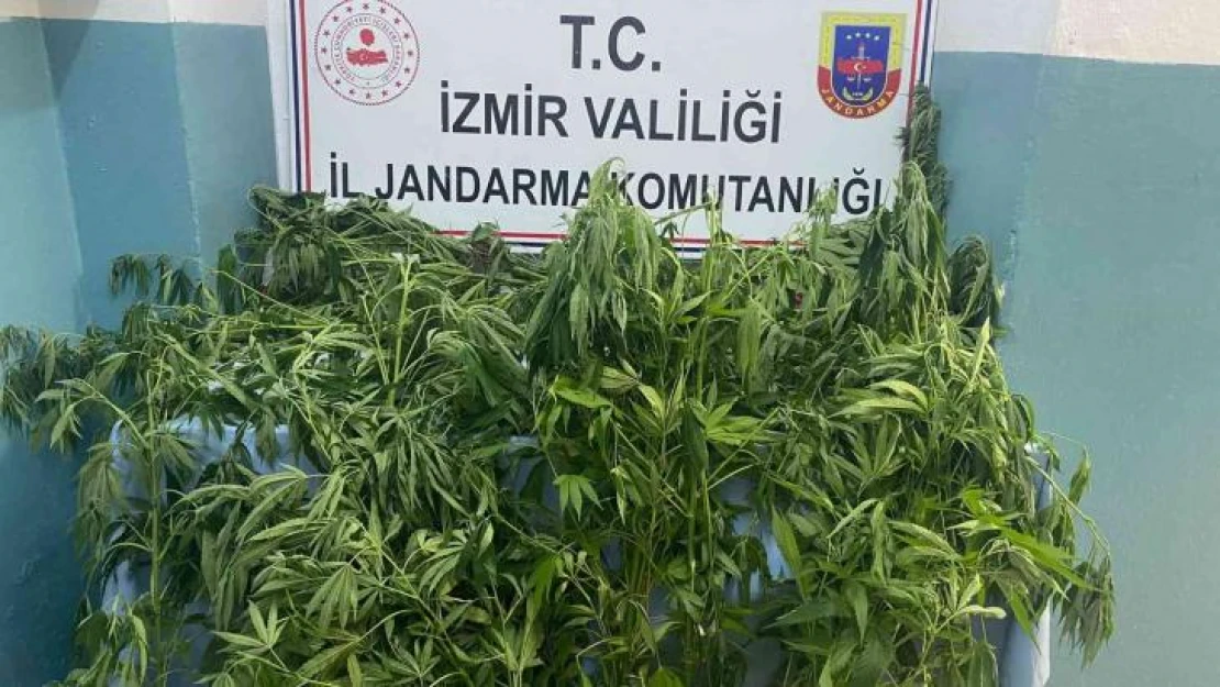 İzmir'de jandarmadan 8 ilçede uyuşturucu operasyonu