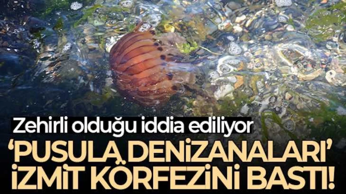 İzmit Körfezi'ni 'Pusula denizanaları' istila etti