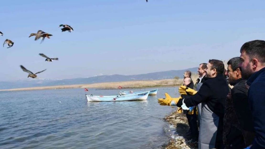 İznik Gölü'nde kaçak avcılardan kurtarılan 56 ördek artık özgür