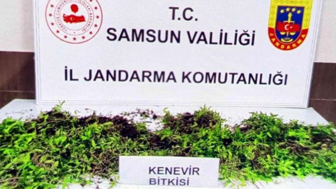 Jandarma 8 bin 758 kök kenevir bitkisi ele geçirdi