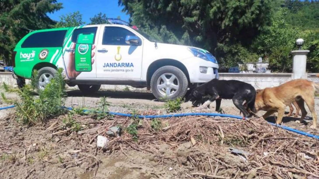 Jandarma ekipleri selde zarar gören sokak köpeklerini yalnız bırakmadı