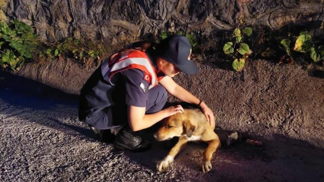 Jandarma ekipleri yaralı köpek için seferber oldu