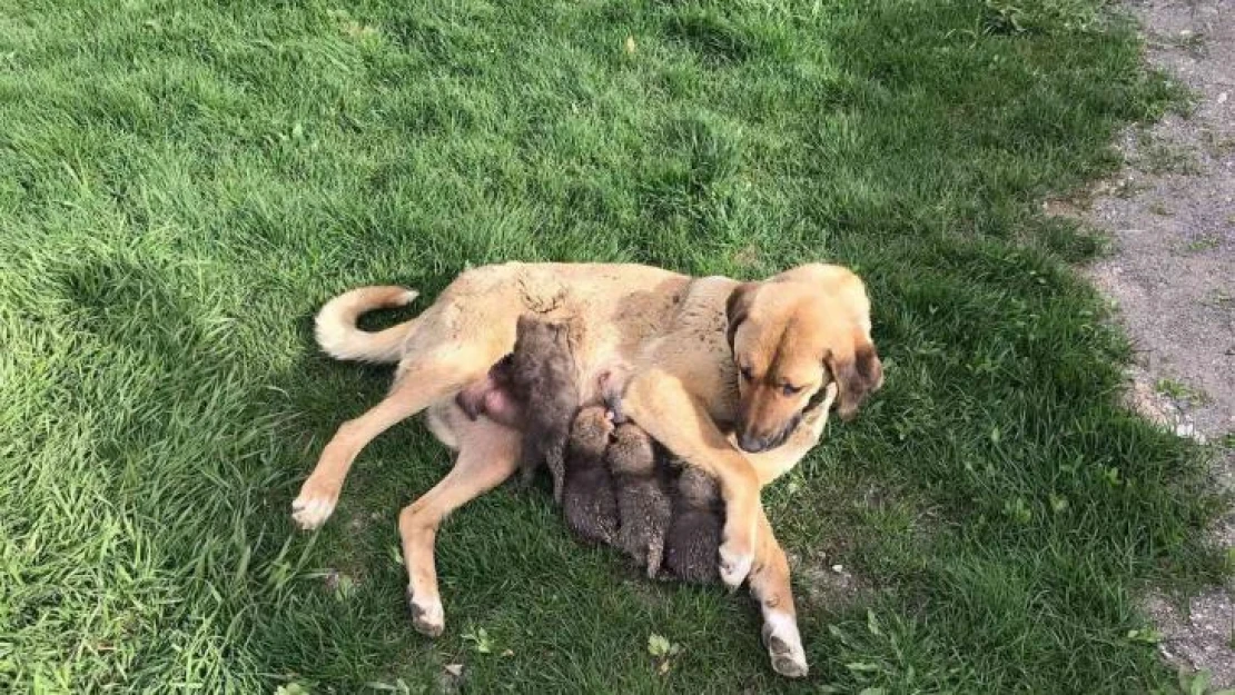 Jandarma köpeği 'Sarı Kız' 4 tilki yavrusuna süt annesi oldu