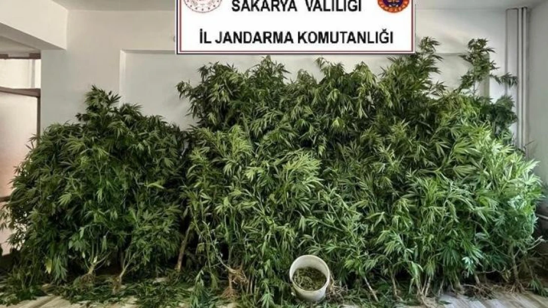 Jandarmadan 2 ilçede uyuşturucu operasyonu: 3 gözaltı