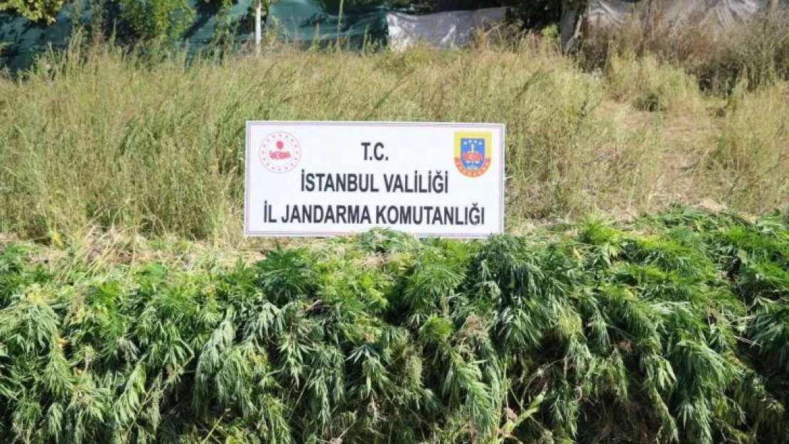 Jandarmadan dron ve uydu destekli kök kenevir operasyonu