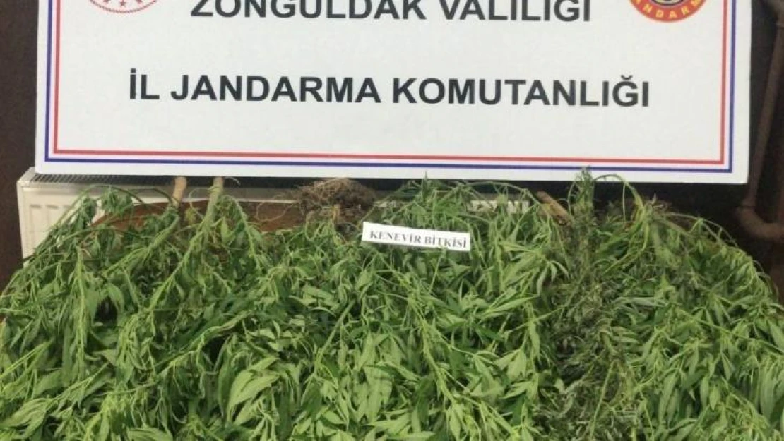 Jandarmadan kenevir operasyonu 13 kök kenevir bitkisi ele geçirildi