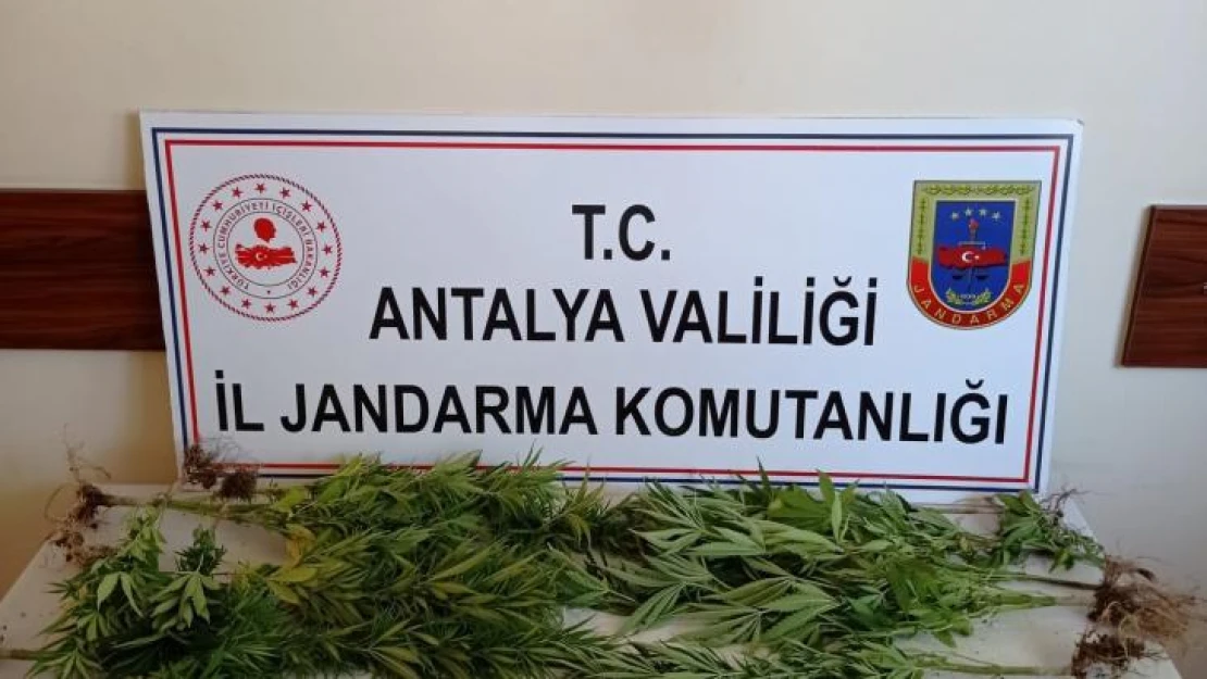 Jandarmadan sazlıkta Hint keneviri üretimine suçüstü