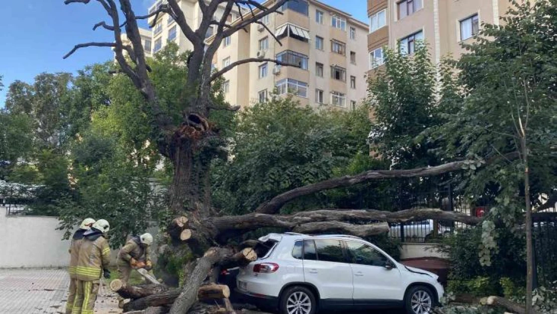 Kadıköy'de 150 yıllık meşe ağacı park halindeki 6 aracın üstüne devrildi