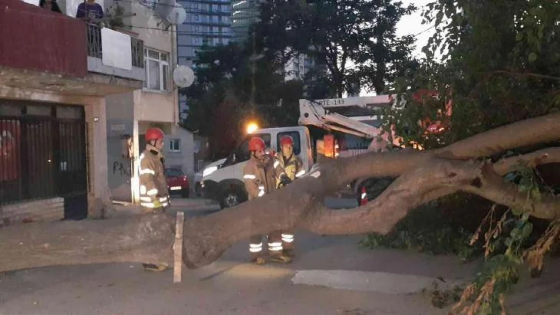 Kadıköy'de dut ağacı kökünden koparak devrildi