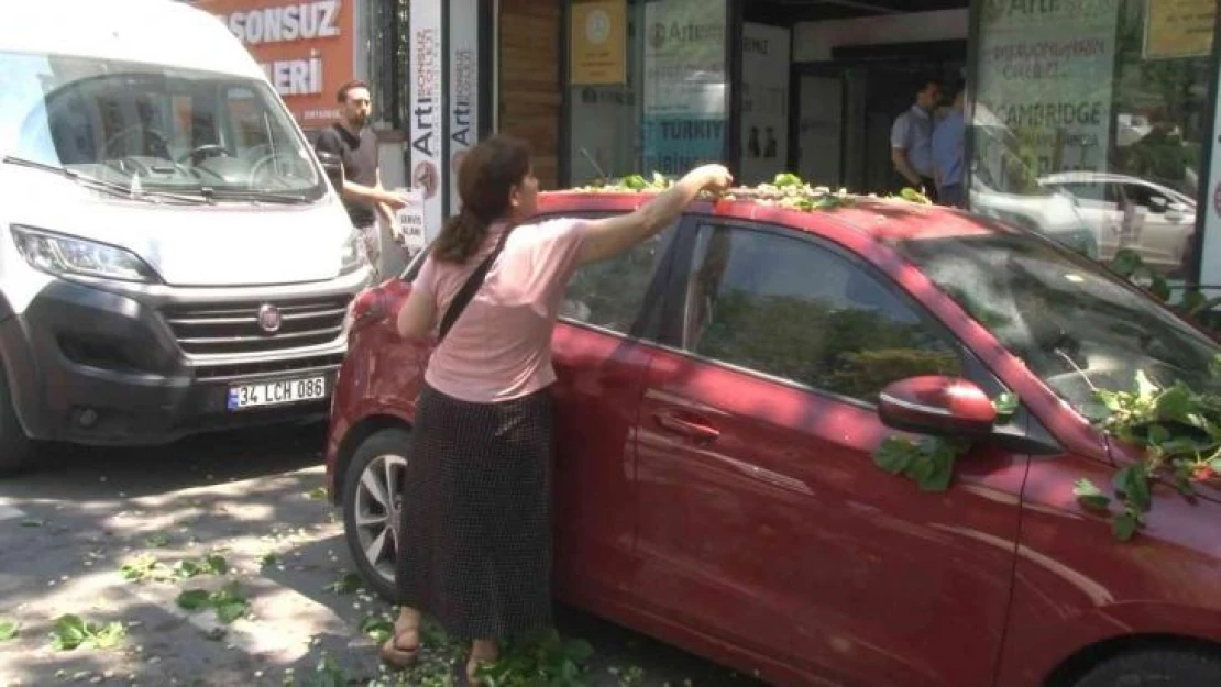 Kadıköy'de ilginç anlar: Otomobilin üzerine devrilen ağaçtan dut topladılar