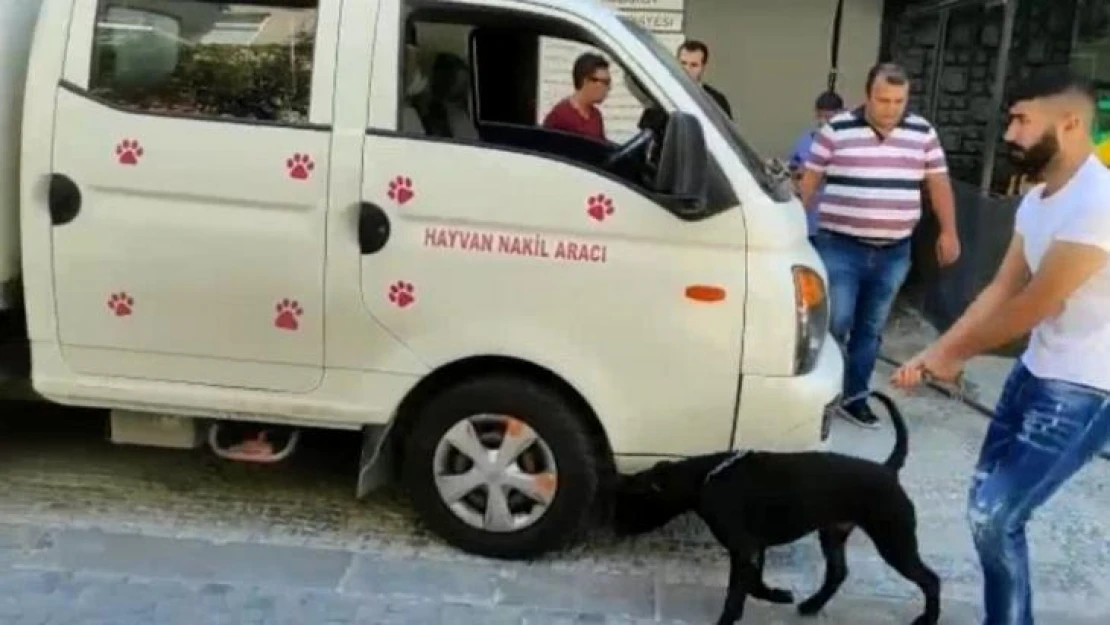 Kadıköy'de köpek saldırısı: Köpeğin sahibine para cezası yağdı