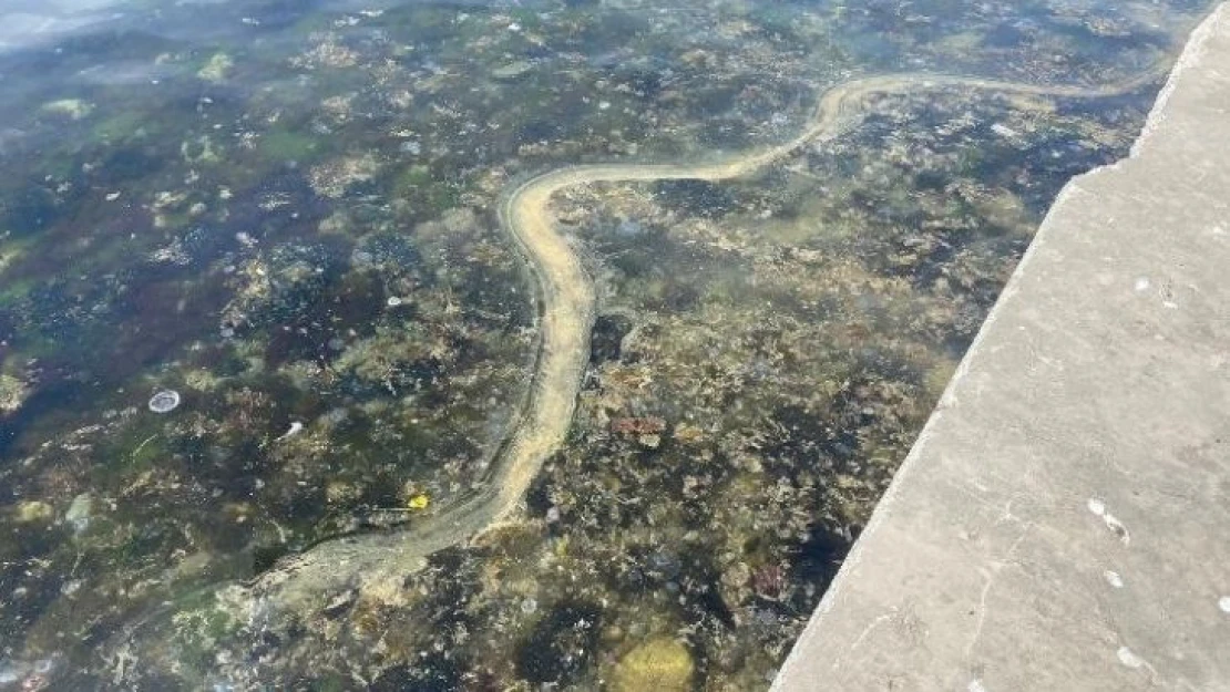 Kadıköy'de müsilajı andıran görüntü