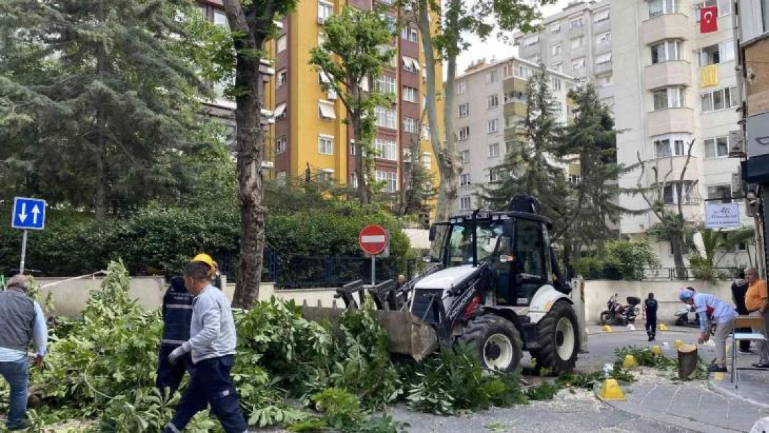 Kadıköy'de şiddetli rüzgara dayanamayan ağaç binanın üstüne devrildi