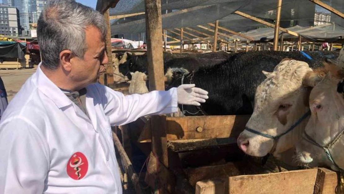 Kağıthane kurban pazarında hayvanlar sağlık kontrolünden geçirildi