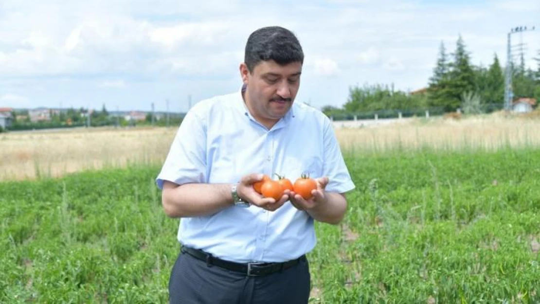 Kahramankazan Belediyesi personeli ihtiyaç sahipleri için sebze meyve yetiştirdi