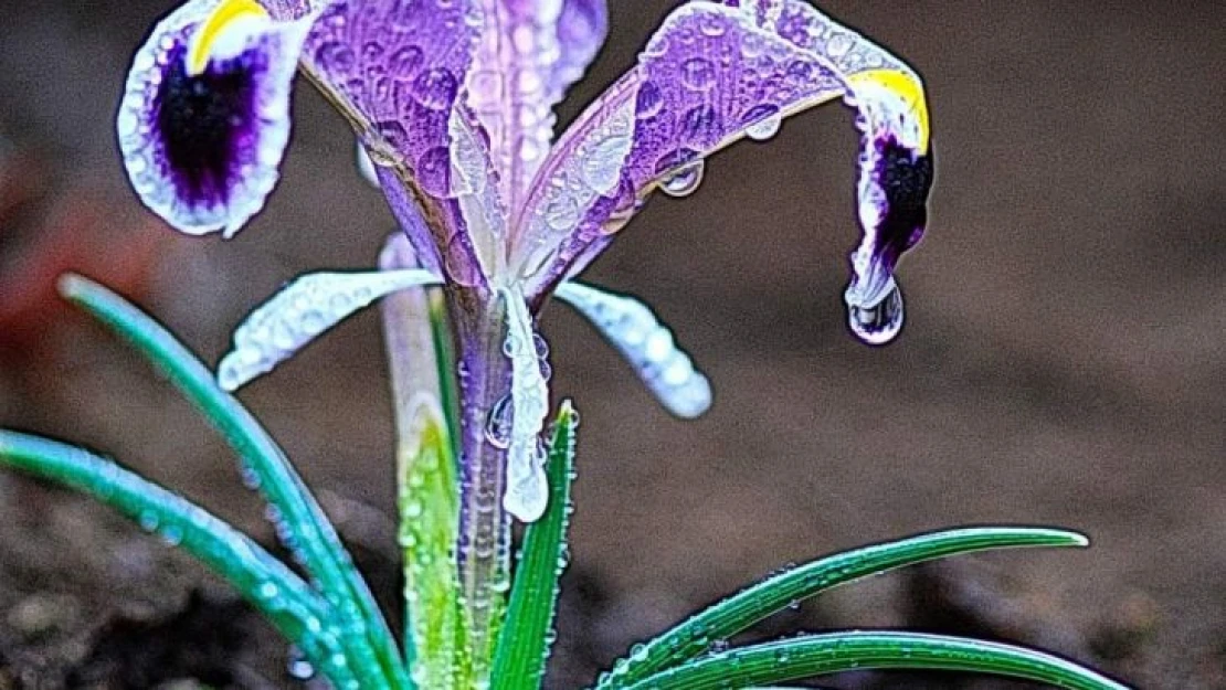 Kahramanmaraş'ta Nevruz çiçekleri açtı