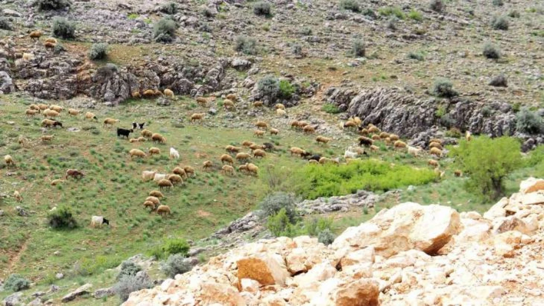 Kahramanmaraş'ta sürüler yaylalara çıkmaya başladı