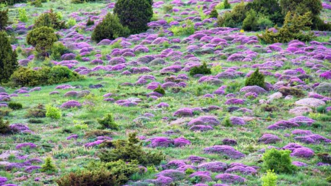 Kahramanmaraş'ta yaylaları keven çiçekleri kapladı