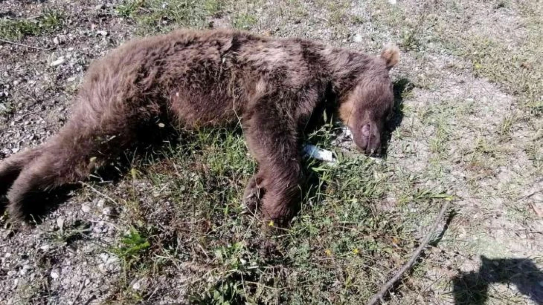 Kamyonetin çarptığı ayı öldü