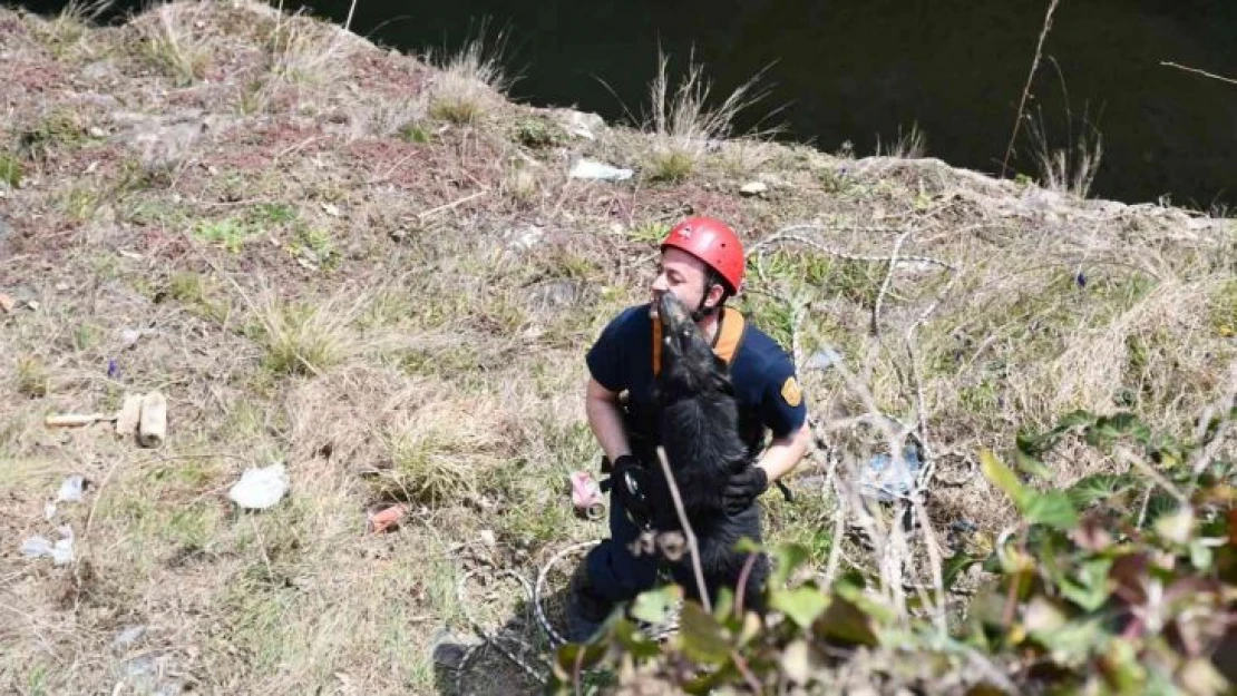 Kanyonda 2 gündür mahsur kalan köpeği itfaiye ekipleri kurtardı