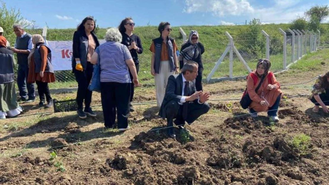 Karabük'e iki çeşit aromatik bitki daha kazandırıldı