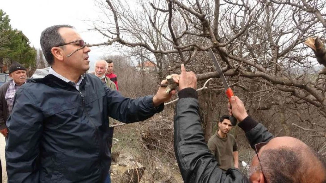 Karabük'te yetiştirilecek fıstık, köylüler için gelir kaynağı olacak